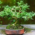 Mini Juniper Bonsai Tree Office Bonsai Purify 50 PCS Seeds Mini Juniper Bonsai Tree Office Bonsai Purify 50 PCS Seeds