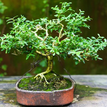 Mini Juniper Bonsai Tree Office Bonsai Purify 50 PCS Seeds