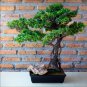 Mini Juniper Bonsai Tree Office Bonsai Purify 50 PCS Seeds