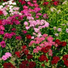 Mini Carnations Balcony Potted Plants Dianthus Caryophyllus 50 PCS Seeds