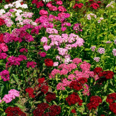 Mini Carnations Balcony Potted Plants Dianthus Caryophyllus 50 PCS Seeds