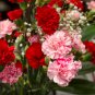 Mini Carnations Balcony Potted Plants Dianthus Caryophyllus 50 PCS Seeds