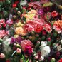 Mini Carnations Balcony Potted Plants Dianthus Caryophyllus 50 PCS Seeds