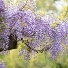 Wisteria Wisteria Vine saplings Bonsai Upscale Vegetable 10 PCS Seeds