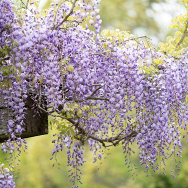 Wisteria Wisteria Vine saplings Bonsai Upscale Vegetable 10 PCS Seeds