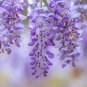 Wisteria Wisteria Vine saplings Bonsai Upscale Vegetable 10 PCS Seeds