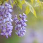 Wisteria Wisteria Vine saplings Bonsai Upscale Vegetable 10 PCS Seeds