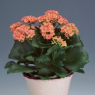 Winter Pot Kalanchoe Longevity Flower Potted Plants Planting 100 PCS Seeds