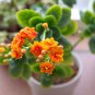 Winter Pot Kalanchoe Longevity Flower Potted Plants Planting 100 PCS Seeds
