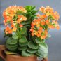 Winter Pot Kalanchoe Longevity Flower Potted Plants Planting 100 PCS Seeds
