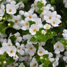 White Bacopa Perfect Flowers for Hanging Baskets and Windowboxes 100 PCS Seeds White Bacopa Perfect Flowers for Hanging Baskets and Windowboxes 100 PCS Seeds