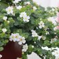 White Bacopa Perfect Flowers for Hanging Baskets and Windowboxes 100 PCS Seeds