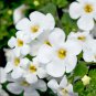 White Bacopa Perfect Flowers for Hanging Baskets and Windowboxes 100 PCS Seeds