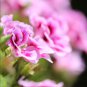 White & Red Edge Geranium Perennial Flower Pelargonium Peltatum 20 PCS Seeds