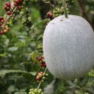Wax Gourd White Ash Gourd Winter Melon Dong Gua 100 PCS Seeds