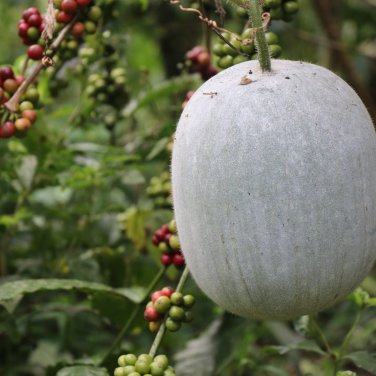 Wax Gourd White Ash Gourd Winter Melon Dong Gua 100 PCS Seeds