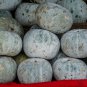 Wax Gourd White Ash Gourd Winter Melon Dong Gua 100 PCS Seeds