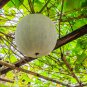 Wax Gourd White Ash Gourd Winter Melon Dong Gua 100 PCS Seeds