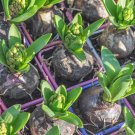 True Hyacinth Bulb Color Mixing Hyacinth Easy Grow 1 PCS Seeds True Hyacinth Bulb Color Mixing Hyacinth Easy Grow 1 PCS Seeds