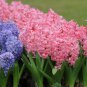 True Hyacinth Bulb Color Mixing Hyacinth Easy Grow 1 PCS Seeds
