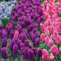 True Hyacinth Bulb Color Mixing Hyacinth Easy Grow 1 PCS Seeds