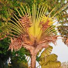 Traveller's-tree Ravenala madagascariensis Tropical Ornamental 10 PCS Seeds