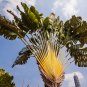 Traveller's-tree Ravenala madagascariensis Tropical Ornamental 10 PCS Seeds
