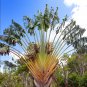 Traveller's-tree Ravenala madagascariensis Tropical Ornamental 10 PCS Seeds