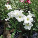 White Desert Rose Bonsai Ornamental Plant Balcony Potted Beautiful 1 PCS Seeds White Desert Rose Bonsai Ornamental Plant Balcony Potted Beautiful 1 PCS Seeds