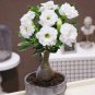 White Desert Rose Bonsai Ornamental Plant Balcony Potted Beautiful 1 PCS Seeds
