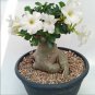 White Desert Rose Bonsai Ornamental Plant Balcony Potted Beautiful 1 PCS Seeds