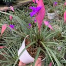 Tillandsia Cyanea Bonsai Tillandsia Orchid Potted Flower Chinese 100 PCS Seeds