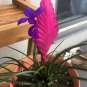 Tillandsia Cyanea Bonsai Tillandsia Orchid Potted Flower Chinese 100 PCS Seeds