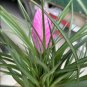 Tillandsia Cyanea Bonsai Tillandsia Orchid Potted Flower Chinese 100 PCS Seeds