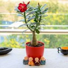 White Desert Rose Bonsai Ornamental Plant Balcony Potted 10 PCS Seeds White Desert Rose Bonsai Ornamental Plant Balcony Potted 10 PCS Seeds