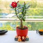 White Desert Rose Bonsai Ornamental Plant Balcony Potted 10 PCS Seeds