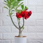 White Desert Rose Bonsai Ornamental Plant Balcony Potted 10 PCS Seeds