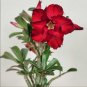 White Desert Rose Bonsai Ornamental Plant Balcony Potted 10 PCS Seeds
