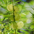 sclepias Physocarpa Bonsai Balloon Flower Gomphocarpus Fruticosus 10 PCS Seeds sclepias Physocarpa Bonsai Balloon Flower Gomphocarpus Fruticosus 10 PCS Seeds