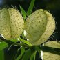 sclepias Physocarpa Bonsai Balloon Flower Gomphocarpus Fruticosus 10 PCS Seeds