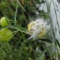 sclepias Physocarpa Bonsai Balloon Flower Gomphocarpus Fruticosus 10 PCS Seeds