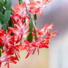 Schlumbergera Flores Christmas Cactus plantas 100 PCS Seeds Schlumbergera Flores Christmas Cactus plantas 100 PCS Seeds