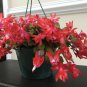 Schlumbergera Flores Christmas Cactus plantas 100 PCS Seeds