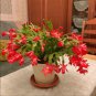 Schlumbergera Flores Christmas Cactus plantas 100 PCS Seeds