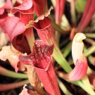 Sarracenia Viking Hookerianna Spotted Hybird 5 PCS Seeds