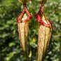 Sarracenia Viking Hookerianna Spotted Hybird 5 PCS Seeds