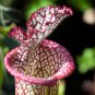 Sarracenia Viking Hookerianna Spotted Hybird 5 PCS Seeds