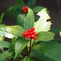 Sarcandra glabra (Thunb.) Nakai garden plant 50 PCS Seeds