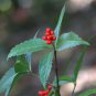 Sarcandra glabra (Thunb.) Nakai garden plant 50 PCS Seeds