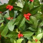 Sarcandra glabra (Thunb.) Nakai garden plant 50 PCS Seeds